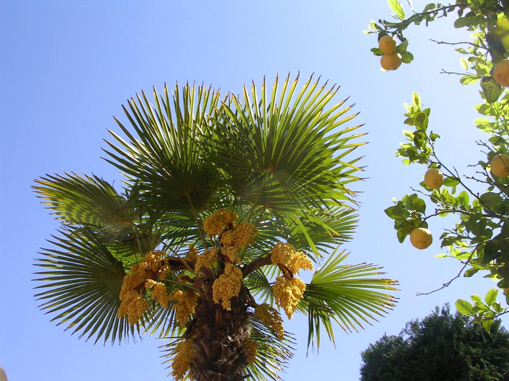 Hotel Ulisse Ischia Bagian luar foto